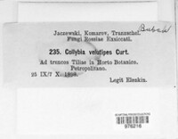Flammulina velutipes image